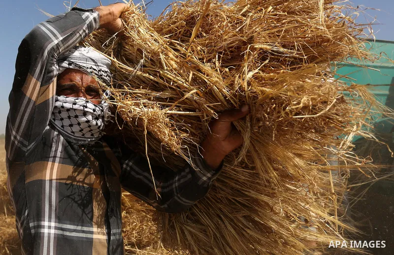 A Palestinian man harvests wheat at a field in an area adjacent to the border with Israel, in Khan Younis in the southern Gaza Strip May 17, 2017. Photo by Ashraf Amra