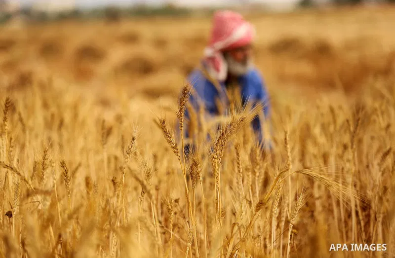 A Palestinian man harvests wheat at a field in an area adjacent to the border with Israel, in Khan Younis in the southern Gaza Strip May 17, 2017. Photo by Ashraf Amra