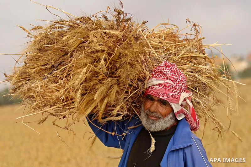A Palestinian man harvests wheat at a field in an area adjacent to the border with Israel, in Khan Younis in the southern Gaza Strip May 17, 2017. Photo by Ashraf Amra