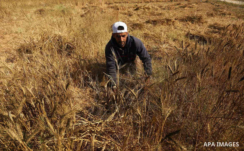 A Palestinian man harvests wheat at a field in an area adjacent to the border with Israel, in Khan Younis in the southern Gaza Strip May 17, 2017. Photo by Ashraf Amra