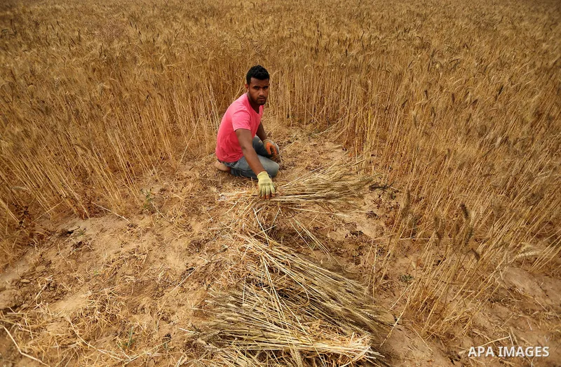 A Palestinian man harvests wheat at a field in an area adjacent to the border with Israel, in Khan Younis in the southern Gaza Strip May 17, 2017. Photo by Ashraf Amra