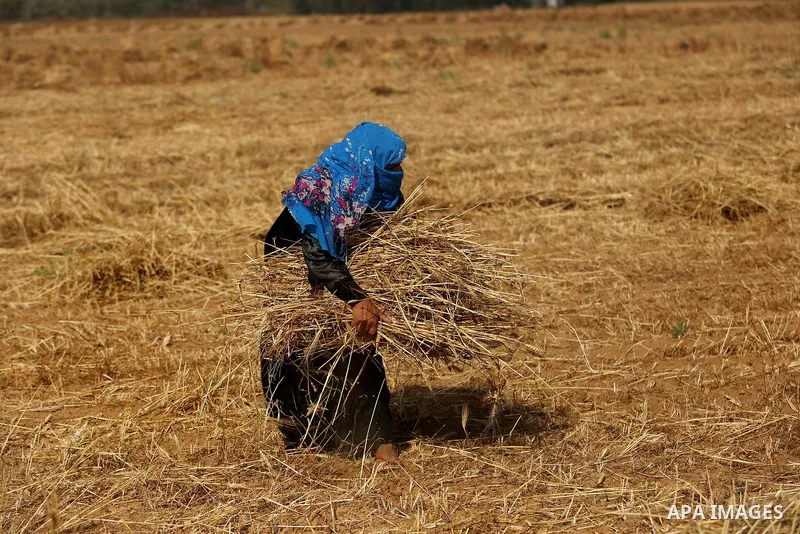A Palestinian wpman harvests wheat at a field in an area adjacent to the border with Israel, in Khan Younis in the southern Gaza Strip May 17, 2017. Photo by Ashraf Amra