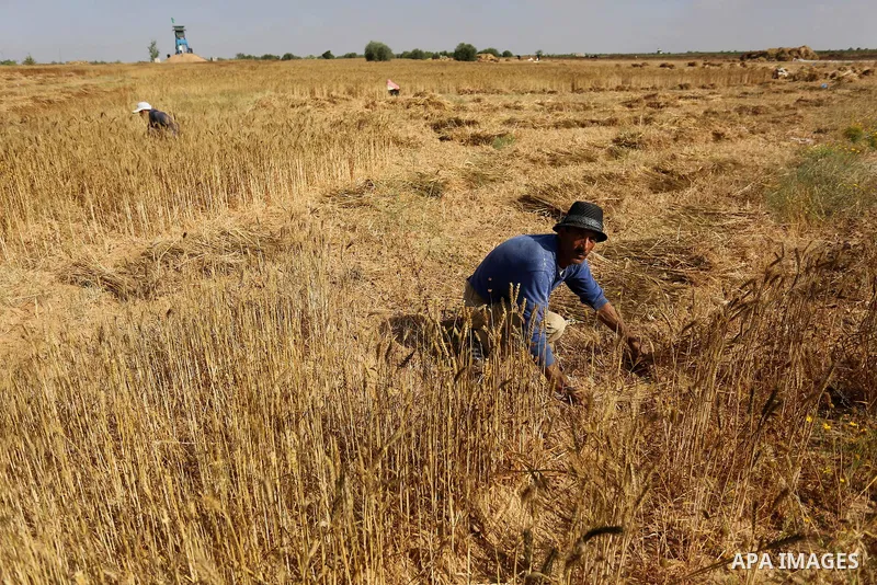 A Palestinian man harvests wheat at a field in an area adjacent to the border with Israel, in Khan Younis in the southern Gaza Strip May 17, 2017. Photo by Ashraf Amra