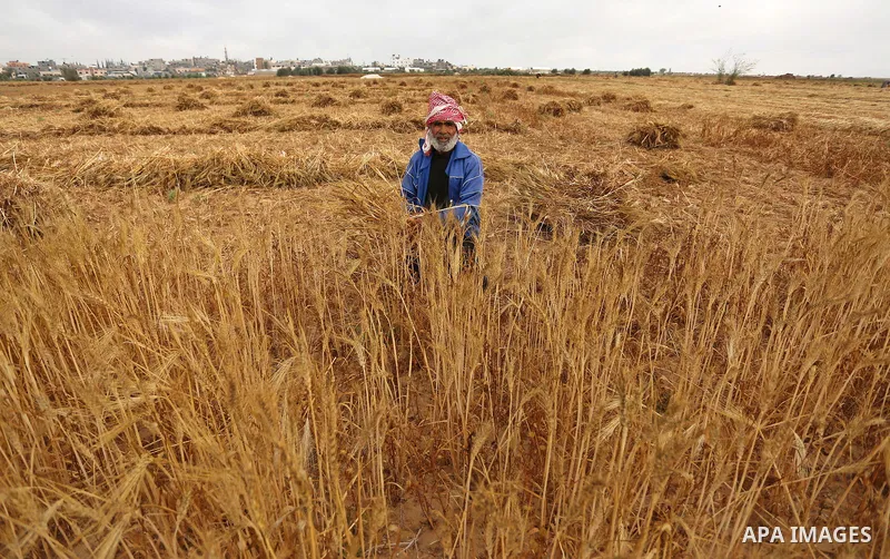 A Palestinian man harvests wheat at a field in an area adjacent to the border with Israel, in Khan Younis in the southern Gaza Strip May 17, 2017. Photo by Ashraf Amra