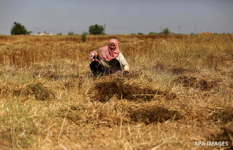 A Palestinian wpman harvests wheat at a field in an area adjacent to the border with Israel, in Khan Younis in the southern Gaza Strip May 17, 2017. Photo by Ashraf Amra