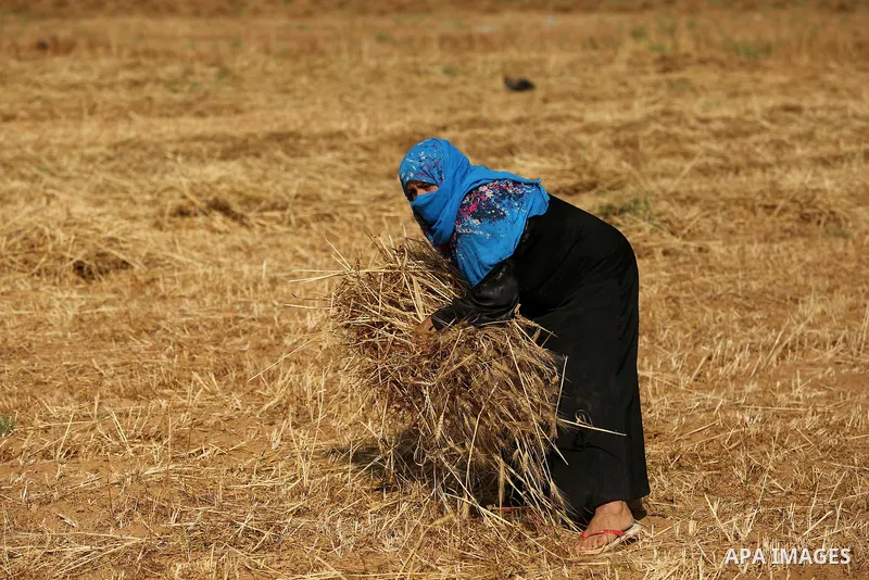 A Palestinian wpman harvests wheat at a field in an area adjacent to the border with Israel, in Khan Younis in the southern Gaza Strip May 17, 2017. Photo by Ashraf Amra