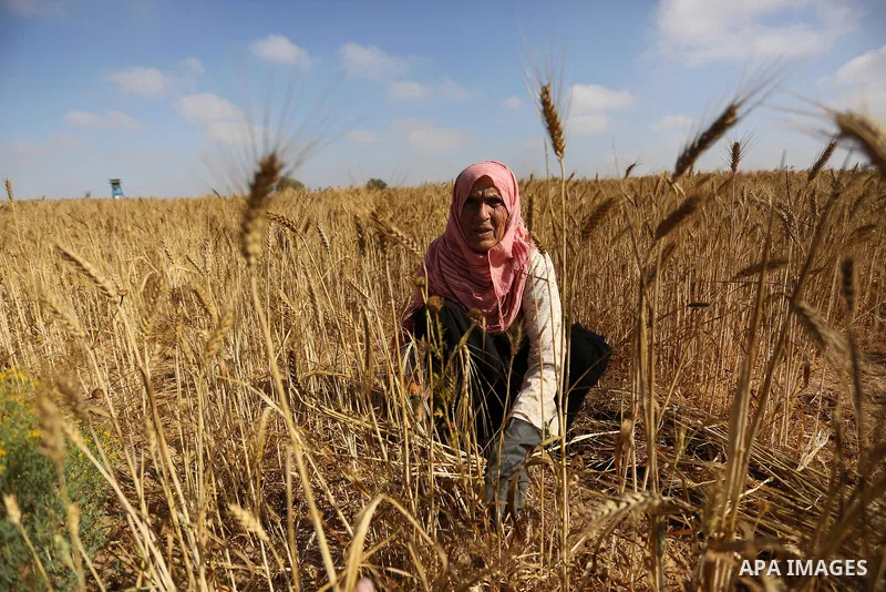 A Palestinian wpman harvests wheat at a field in an area adjacent to the border with Israel, in Khan Younis in the southern Gaza Strip May 17, 2017. Photo by Ashraf Amra