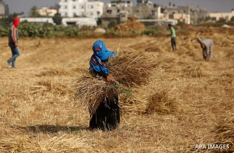 Palestinians harvest wheat at a field in an area adjacent to the border with Israel, in Khan Younis in the southern Gaza Strip May 17, 2017. Photo by Ashraf Amra