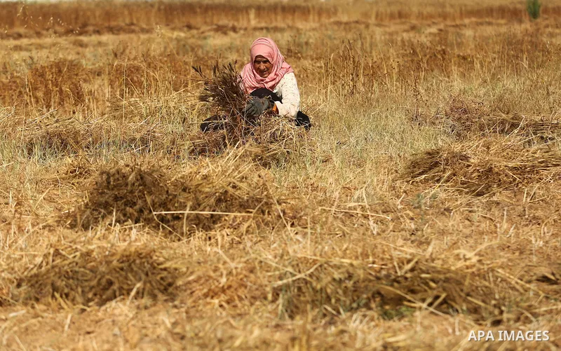 A Palestinian wpman harvests wheat at a field in an area adjacent to the border with Israel, in Khan Younis in the southern Gaza Strip May 17, 2017. Photo by Ashraf Amra