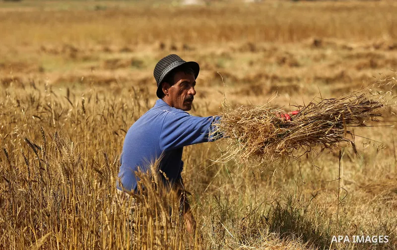 A Palestinian man harvests wheat at a field in an area adjacent to the border with Israel, in Khan Younis in the southern Gaza Strip May 17, 2017. Photo by Ashraf Amra