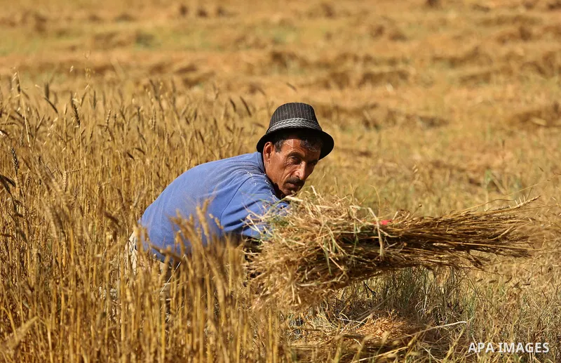 A Palestinian man harvests wheat at a field in an area adjacent to the border with Israel, in Khan Younis in the southern Gaza Strip May 17, 2017. Photo by Ashraf Amra