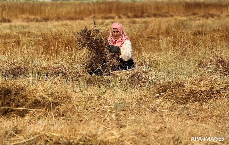 A Palestinian wpman harvests wheat at a field in an area adjacent to the border with Israel, in Khan Younis in the southern Gaza Strip May 17, 2017. Photo by Ashraf Amra