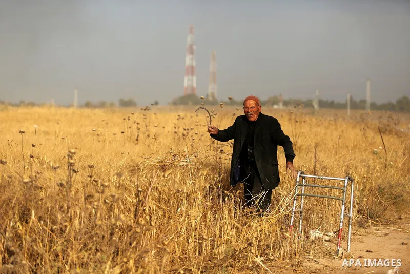 An elderly Palestinian man harvests wheat at a field during a protest against the blockade on Gaza Strip, near the border fence east of Gaza City on May 22, 2017. Photo by Ashraf Amra