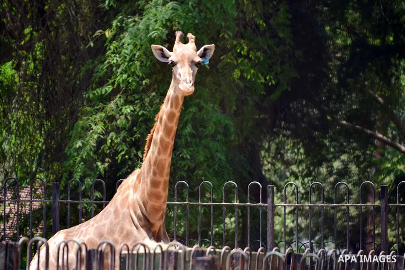 Egyptians enjoy at a zoo on the second day of of Eid al-Fitr holiday which marks the end of the Muslim holy month of Ramadan, in Cairo June 26, 2017. Photo by Amr Sayed