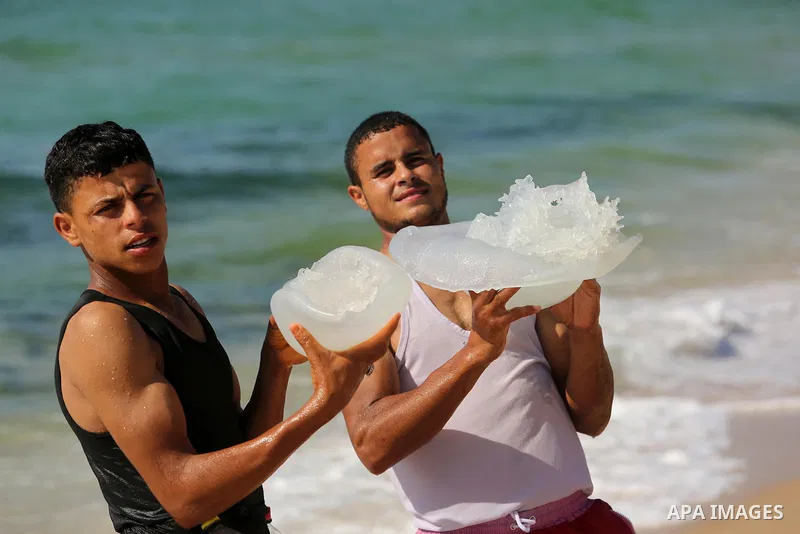 Palestinian men carry jellyfish at the beach of the Mediterranean sea on the coast of Deir el-Balah, Central Gaza Strip, on July 02, 2017. Photo by Ashraf Amra