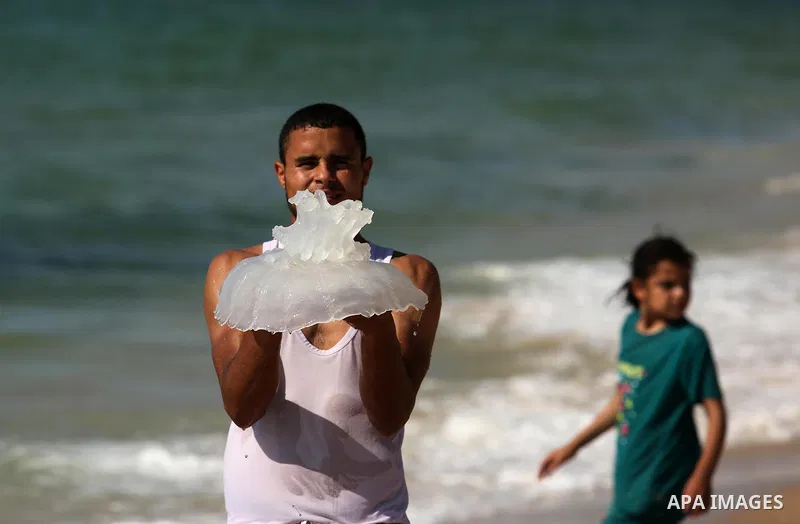 A Palestinian man carries a jellyfish at the beach of the Mediterranean sea on the coast of Deir el-Balah, Central Gaza Strip, on July 02, 2017. Photo by Ashraf Amra