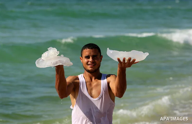 A Palestinian man carries a jellyfish at the beach of the Mediterranean sea on the coast of Deir el-Balah, Central Gaza Strip, on July 02, 2017. Photo by Ashraf Amra