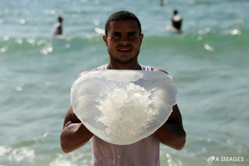 A Palestinian man carries a jellyfish at the beach of the Mediterranean sea on the coast of Deir el-Balah, Central Gaza Strip, on July 02, 2017. Photo by Ashraf Amra