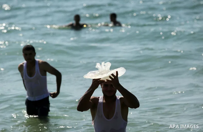 A Palestinian man carries a jellyfish at the beach of the Mediterranean sea on the coast of Deir el-Balah, Central Gaza Strip, on July 02, 2017. Photo by Ashraf Amra