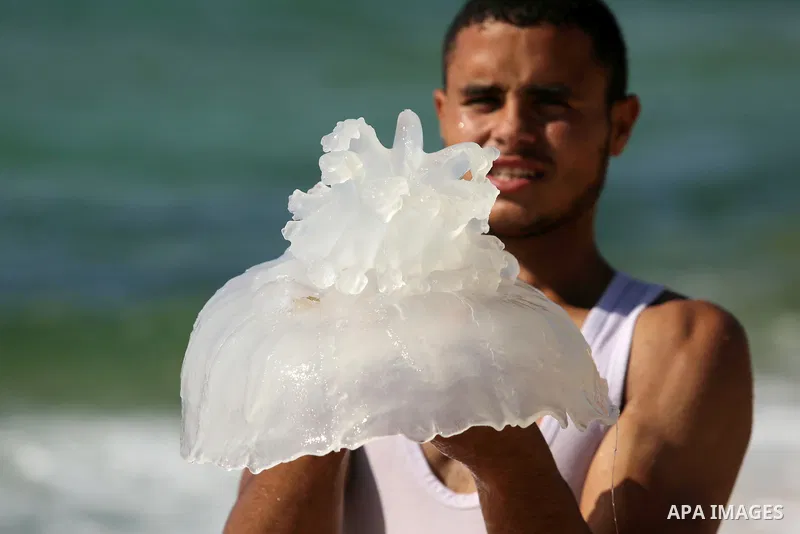 A Palestinian man carries a jellyfish at the beach of the Mediterranean sea on the coast of Deir el-Balah, Central Gaza Strip, on July 02, 2017. Photo by Ashraf Amra