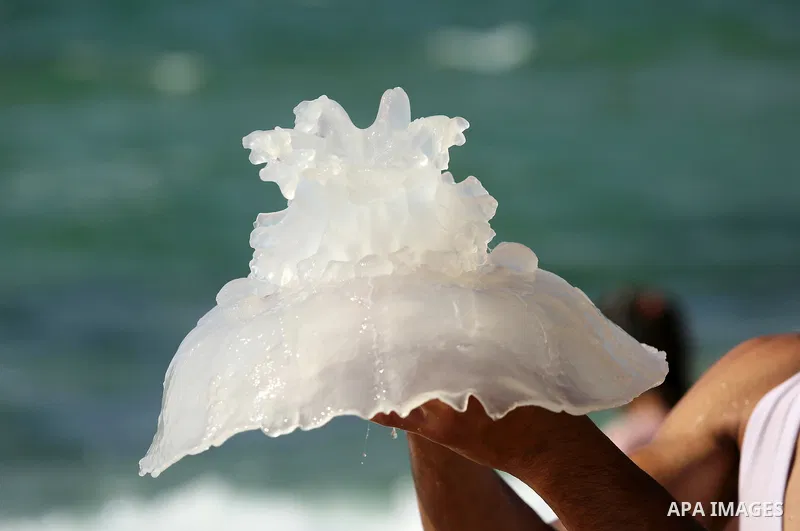 A Palestinian man carries a jellyfish at the beach of the Mediterranean sea on the coast of Deir el-Balah, Central Gaza Strip, on July 02, 2017. Photo by Ashraf Amra