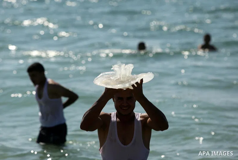 A Palestinian man carries a jellyfish at the beach of the Mediterranean sea on the coast of Deir el-Balah, Central Gaza Strip, on July 02, 2017. Photo by Ashraf Amra