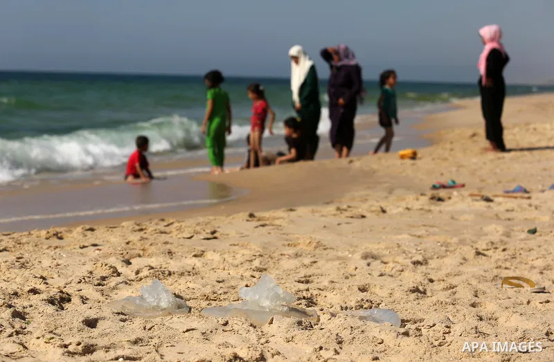 Jellyfish are seen at the beach of the Mediterranean sea on the coast of Deir el-Balah, Central Gaza Strip, on July 02, 2017. Photo by Ashraf Amra