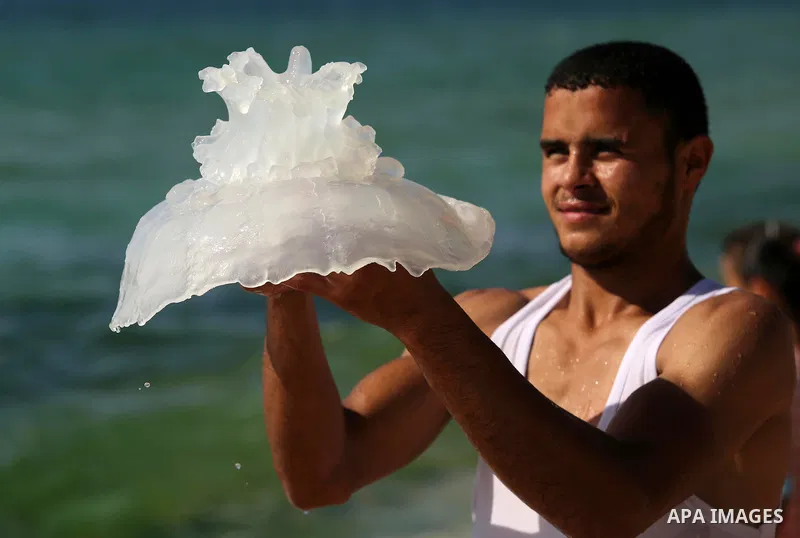 A Palestinian man carries a jellyfish at the beach of the Mediterranean sea on the coast of Deir el-Balah, Central Gaza Strip, on July 02, 2017. Photo by Ashraf Amra
