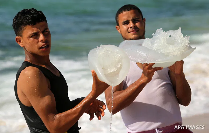 Palestinian men carry jellyfish at the beach of the Mediterranean sea on the coast of Deir el-Balah, Central Gaza Strip, on July 02, 2017. Photo by Ashraf Amra