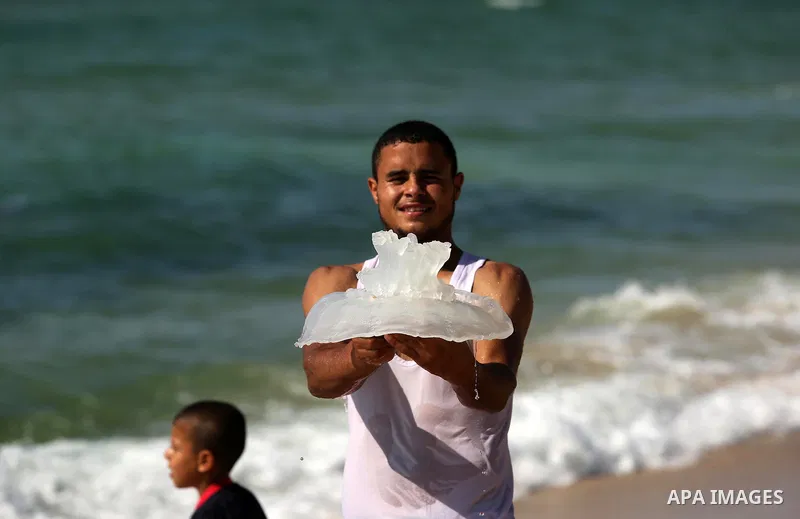 A Palestinian man carries a jellyfish at the beach of the Mediterranean sea on the coast of Deir el-Balah, Central Gaza Strip, on July 02, 2017. Photo by Ashraf Amra