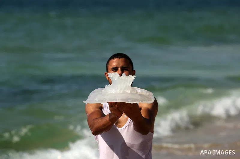 A Palestinian man carries a jellyfish at the beach of the Mediterranean sea on the coast of Deir el-Balah, Central Gaza Strip, on July 02, 2017. Photo by Ashraf Amra