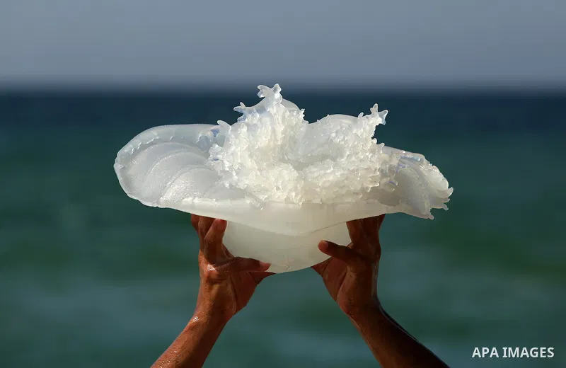 A Palestinian man carries a jellyfish at the beach of the Mediterranean sea on the coast of Deir el-Balah, Central Gaza Strip, on July 02, 2017. Photo by Ashraf Amra