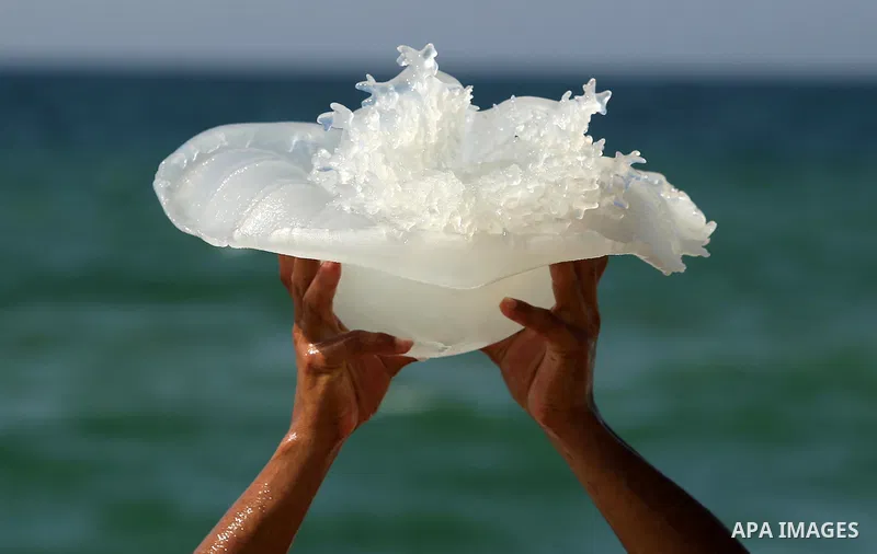A Palestinian man carries a jellyfish at the beach of the Mediterranean sea on the coast of Deir el-Balah, Central Gaza Strip, on July 02, 2017. Photo by Ashraf Amra