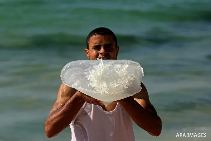 A Palestinian man carries a jellyfish at the beach of the Mediterranean sea on the coast of Deir el-Balah, Central Gaza Strip, on July 02, 2017. Photo by Ashraf Amra