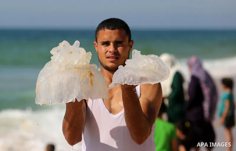 A Palestinian man carries a jellyfish at the beach of the Mediterranean sea on the coast of Deir el-Balah, Central Gaza Strip, on July 02, 2017. Photo by Ashraf Amra