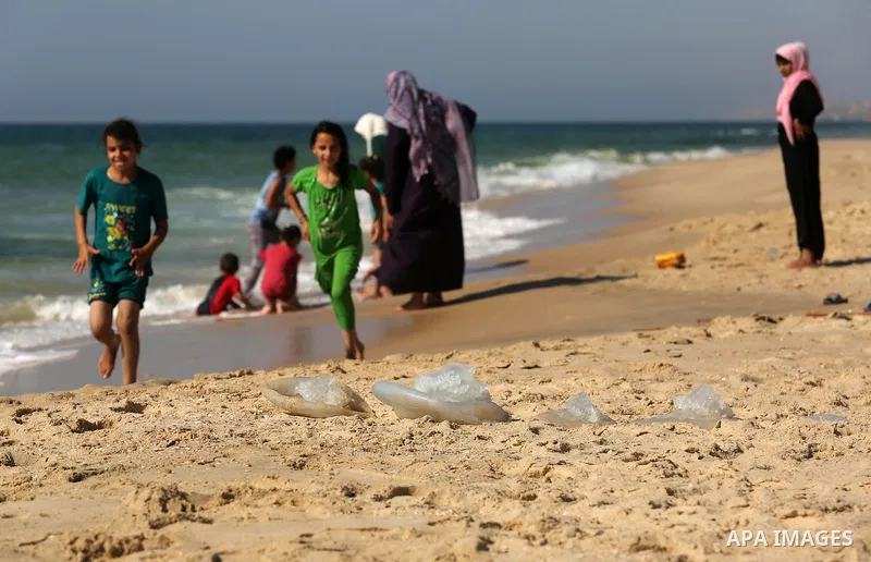 Jellyfish are seen at the beach of the Mediterranean sea on the coast of Deir el-Balah, Central Gaza Strip, on July 02, 2017. Photo by Ashraf Amra
