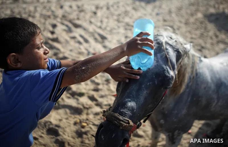 A Palestinian boy washes his horse into the Mediterranean sea on the coast of Gaza city during a hot day on July 3, 2017. Photo by Majd Hajjar
