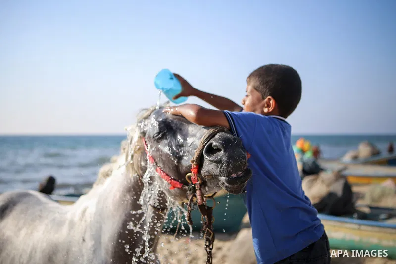 A Palestinian boy washes his horse into the Mediterranean sea on the coast of Gaza city during a hot day on July 3, 2017. Photo by Majd Hajjar