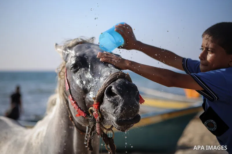 A Palestinian boy washes his horse into the Mediterranean sea on the coast of Gaza city during a hot day on July 3, 2017. Photo by Majd Hajjar