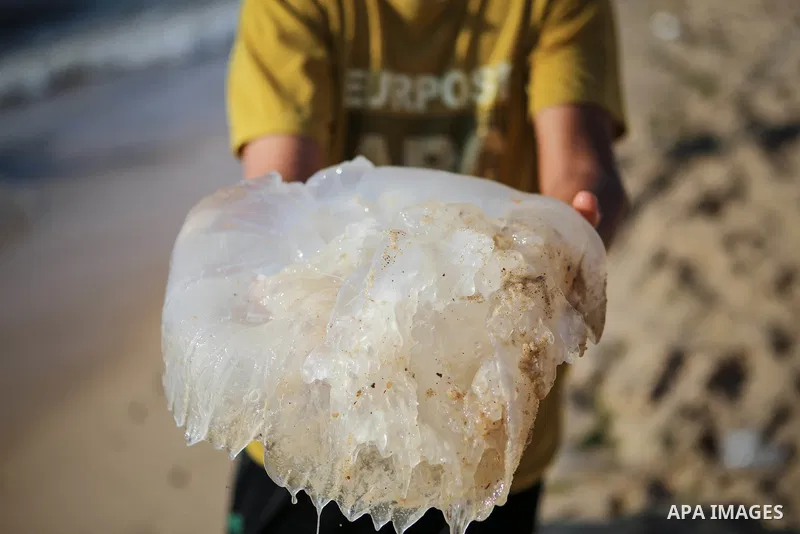 A Palestinian boy carries a jellyfish at the beach of the Mediterranean sea on the coast of Gaza city during a hot day on July 3, 2017. Photo by Majd Hajjar