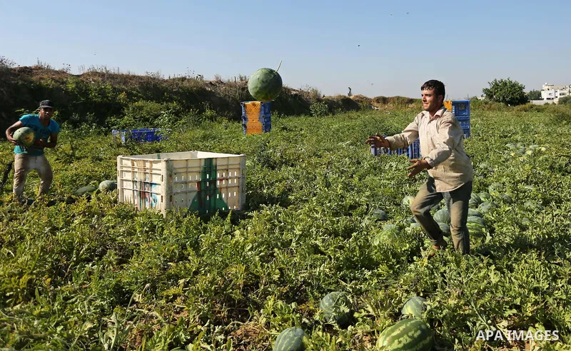 Palestinian farmers collect watermelon from their field in Beit Lahiya in the north of the Gaza strip on July 15, 2017. Photo by Ashraf Amra