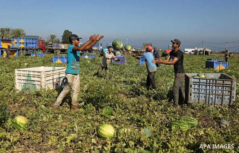 Palestinian farmers collect watermelon from their field in Beit Lahiya in the north of the Gaza strip on July 15, 2017. Photo by Ashraf Amra