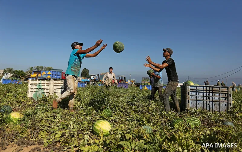 Palestinian farmers collect watermelon from their field in Beit Lahiya in the north of the Gaza strip on July 15, 2017. Photo by Ashraf Amra