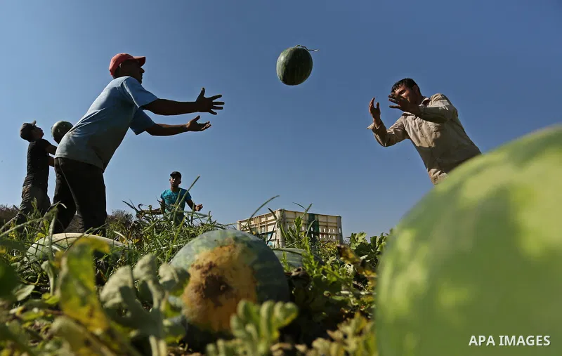 Palestinian farmers collect watermelon from their field in Beit Lahiya in the north of the Gaza strip on July 15, 2017. Photo by Ashraf Amra