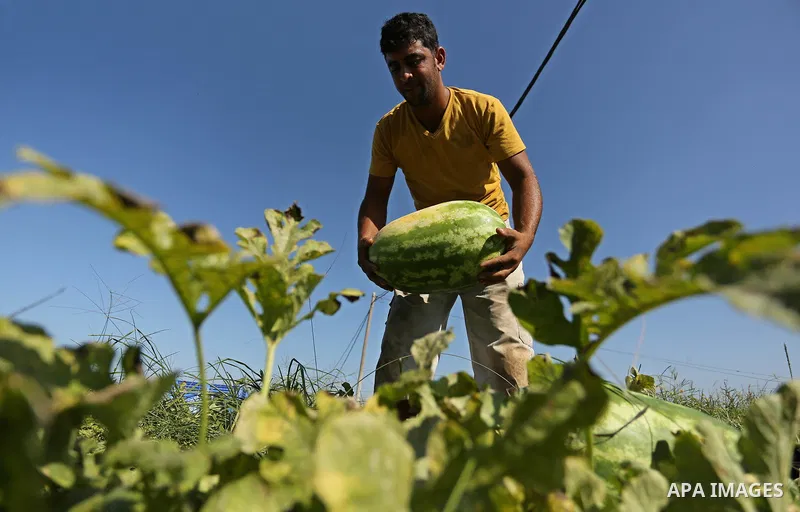 Palestinian farmers collect watermelon from their field in Beit Lahiya in the north of the Gaza strip on July 15, 2017. Photo by Ashraf Amra