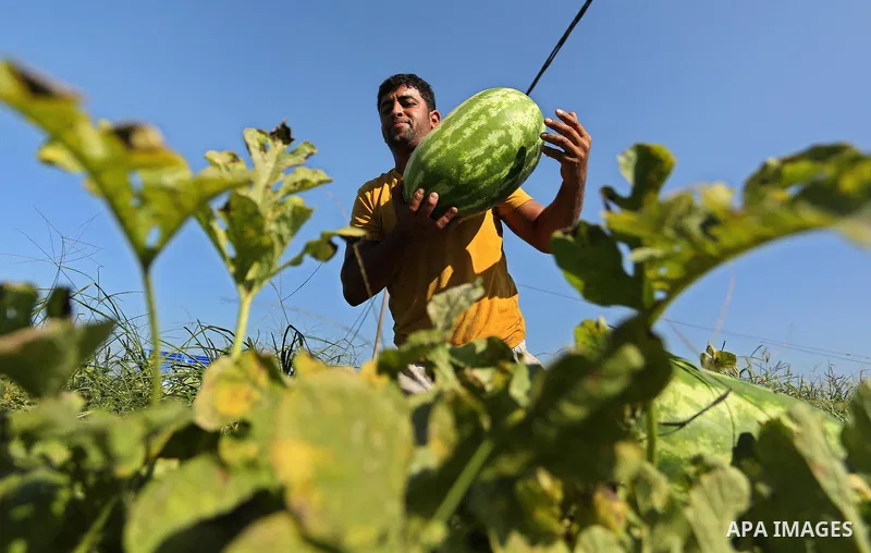 Palestinian farmers collect watermelon from their field in Beit Lahiya in the north of the Gaza strip on July 15, 2017. Photo by Ashraf Amra