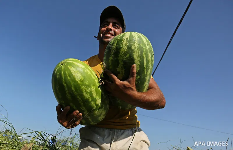 Palestinian farmers collect watermelon from their field in Beit Lahiya in the north of the Gaza strip on July 15, 2017. Photo by Ashraf Amra