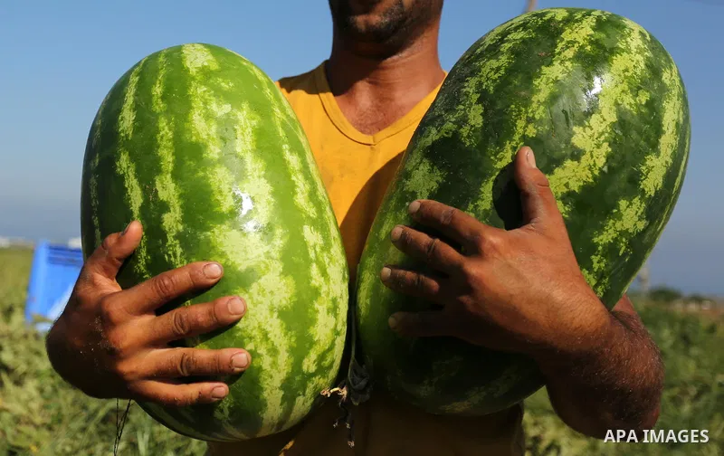 Palestinian farmers collect watermelon from their field in Beit Lahiya in the north of the Gaza strip on July 15, 2017. Photo by Ashraf Amra