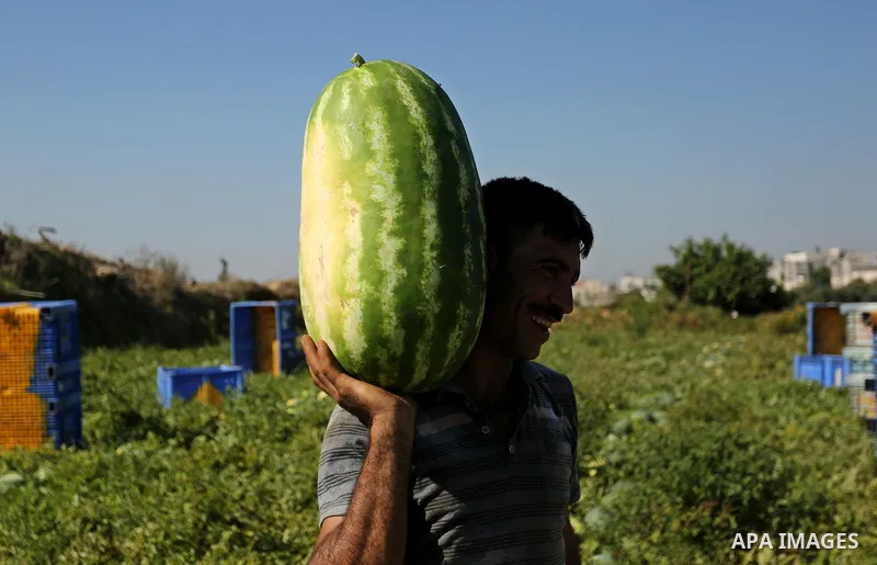 Palestinian farmers collect watermelon from their field in Beit Lahiya in the north of the Gaza strip on July 15, 2017. Photo by Ashraf Amra