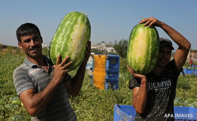 Palestinian farmers collect watermelon from their field in Beit Lahiya in the north of the Gaza strip on July 15, 2017. Photo by Ashraf Amra